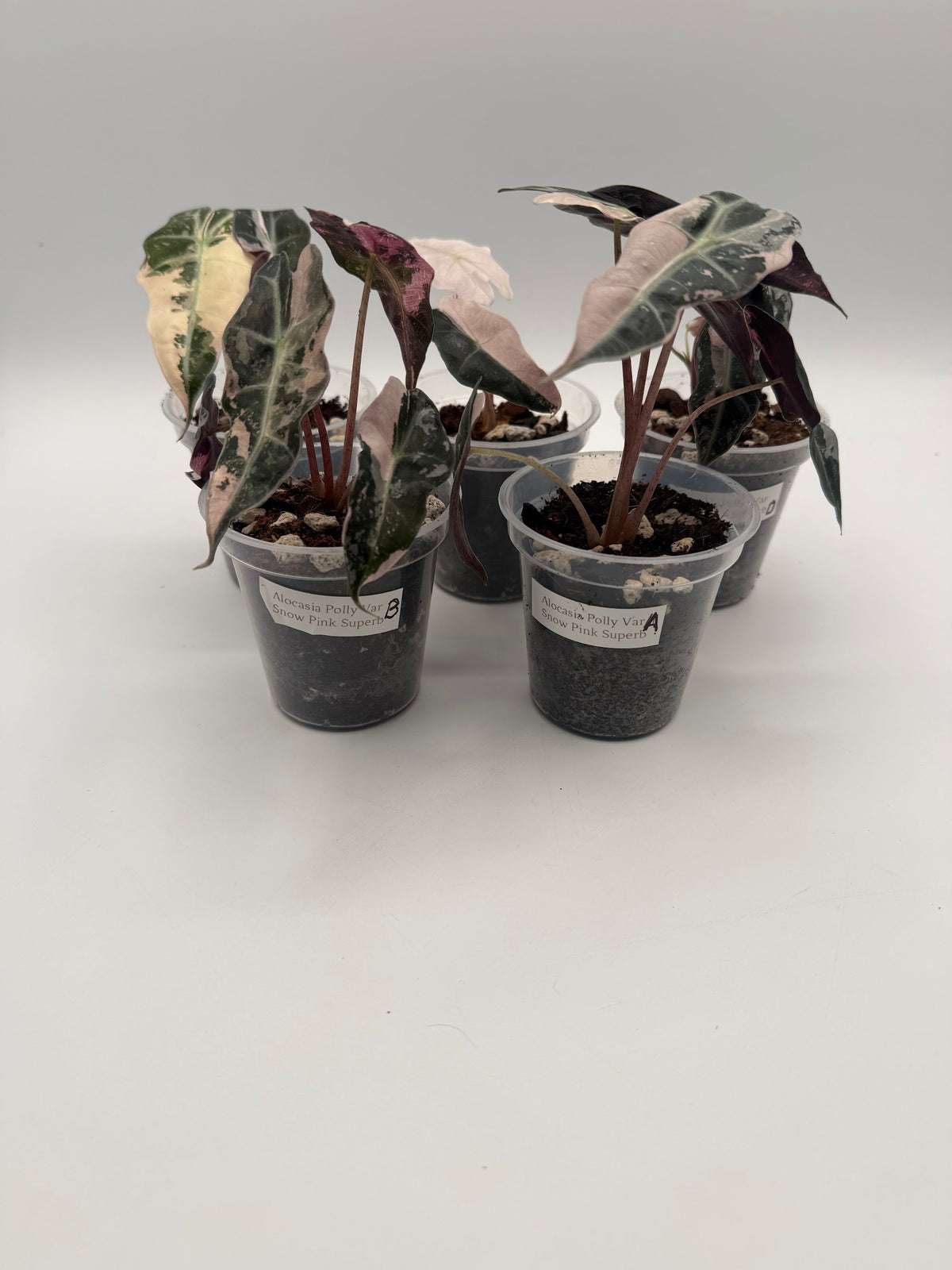 Alocasia Polly Variegated Snow Pink tissue culture, group photo