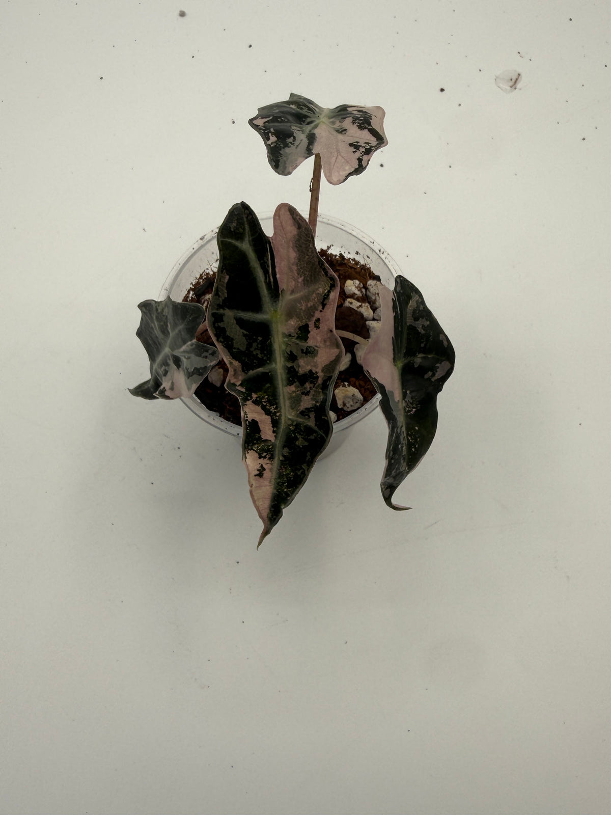 Alocasia Polly Variegated Snow Pink tissue culture, Plant B, top view