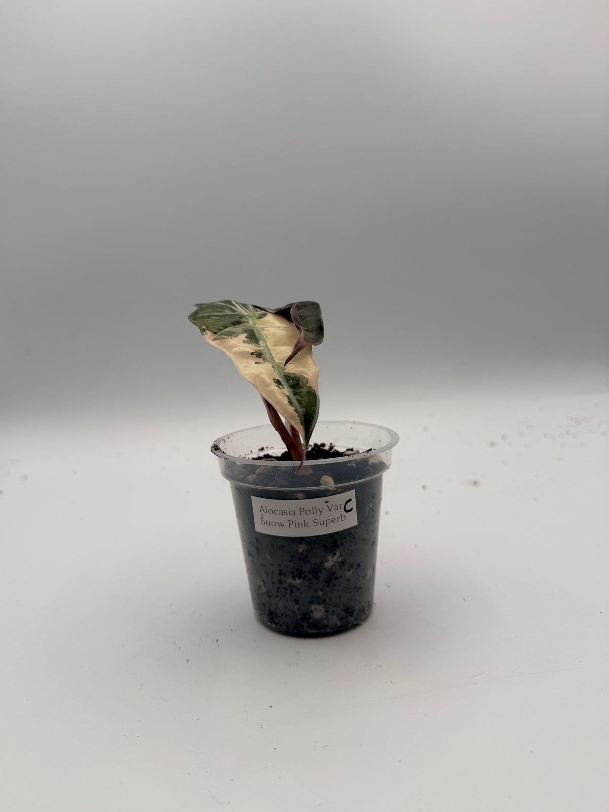 Alocasia Polly Variegated Snow Pink tissue culture, Plant C, front view