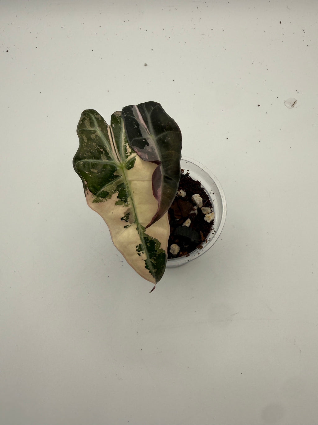 Alocasia Polly Variegated Snow Pink tissue culture, Plant C, top view