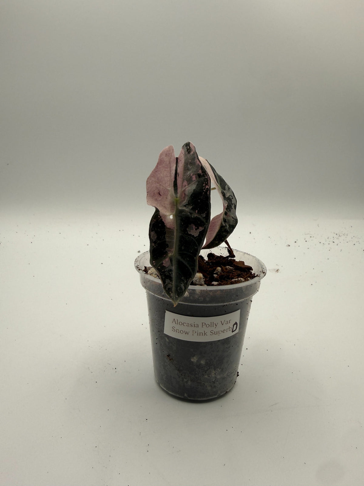 Alocasia Polly Variegated Snow Pink tissue culture, Plant D, front view