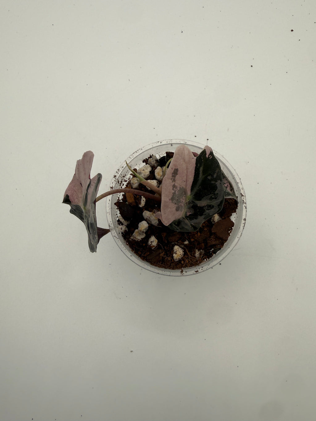 Alocasia Polly Variegated Snow Pink tissue culture, Plant D, top view