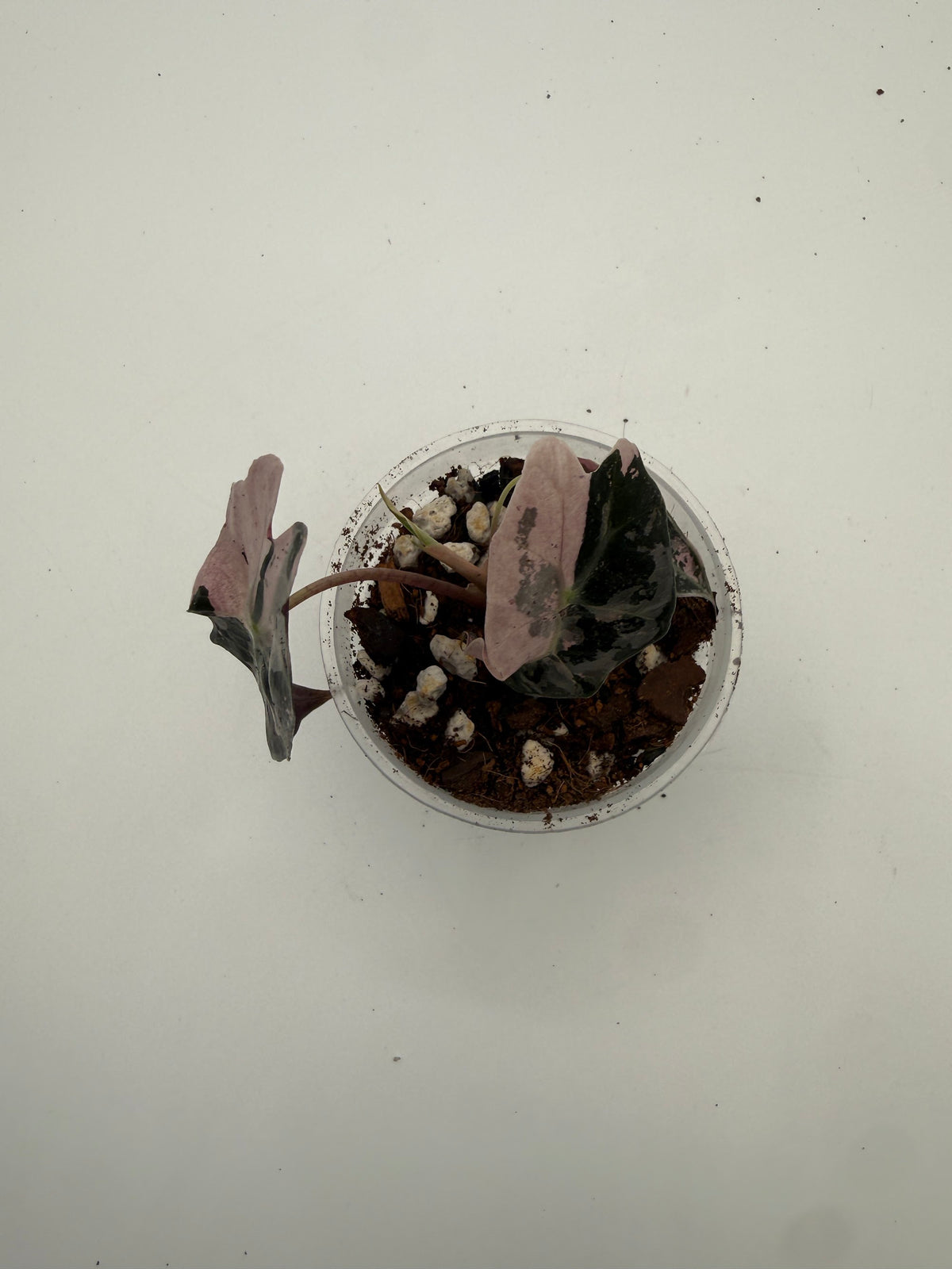 Alocasia Polly Variegated Snow Pink tissue culture, Plant D, top view