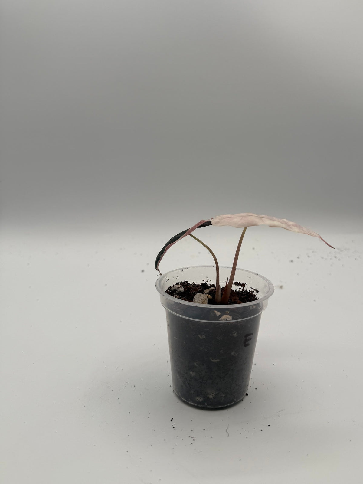 Alocasia Polly Variegated Snow Pink tissue culture, Plant E, front view