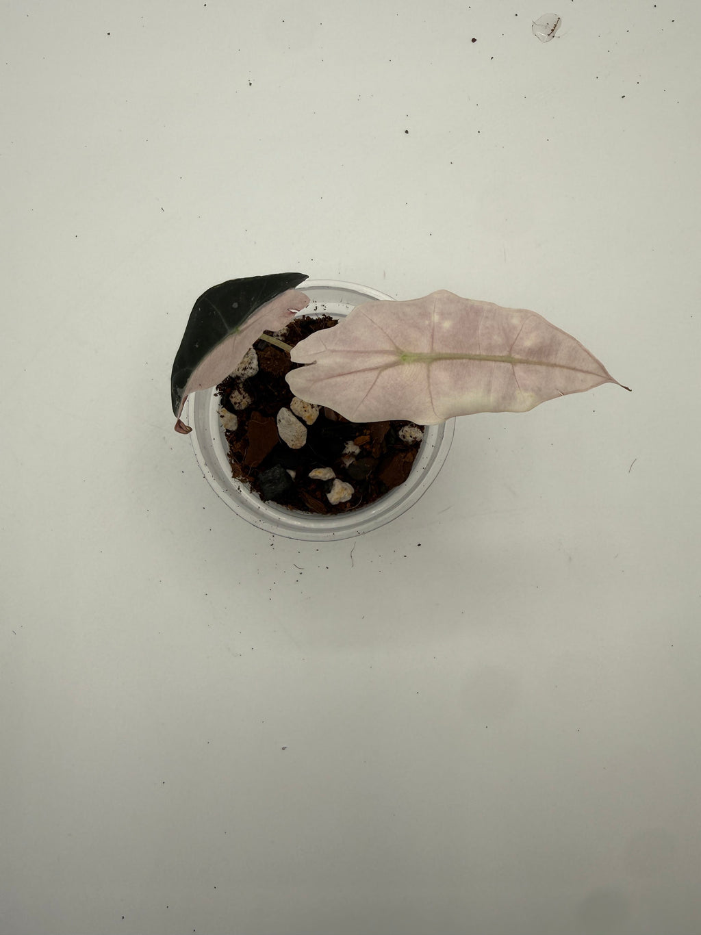 Alocasia Polly Variegated Snow Pink tissue culture, Plant E, top view