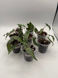 Alocasia Shattered Glass tissue culture, group photo