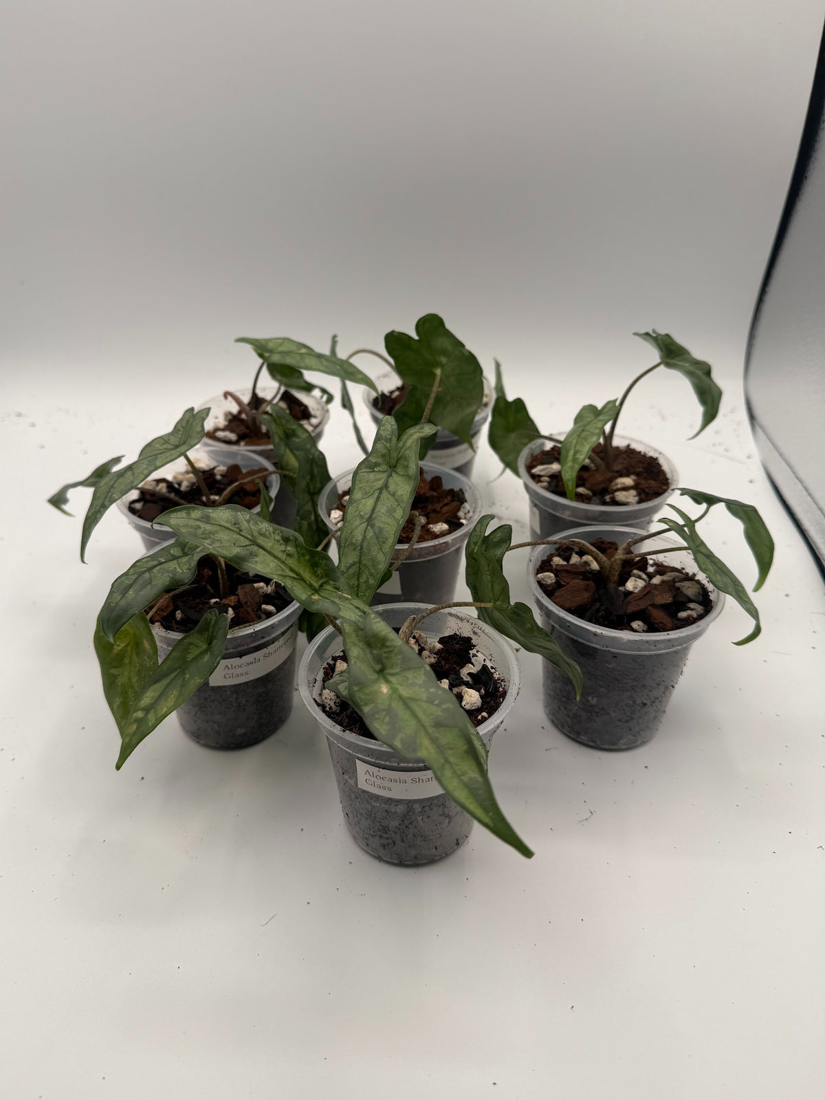 Alocasia Shattered Glass tissue culture, group photo