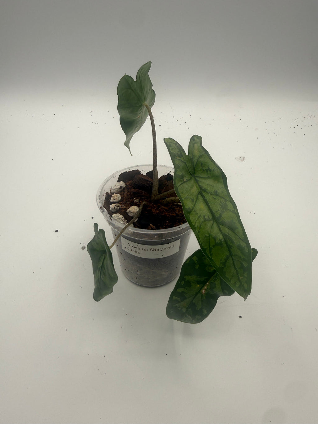 Alocasia Shattered Glass tissue culture, top view