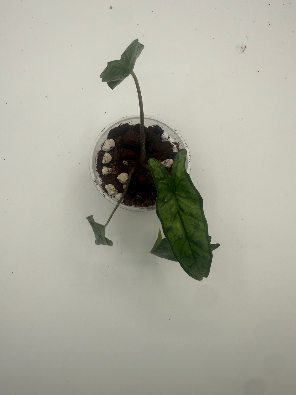 Alocasia Shattered Glass tissue culture, top view 2