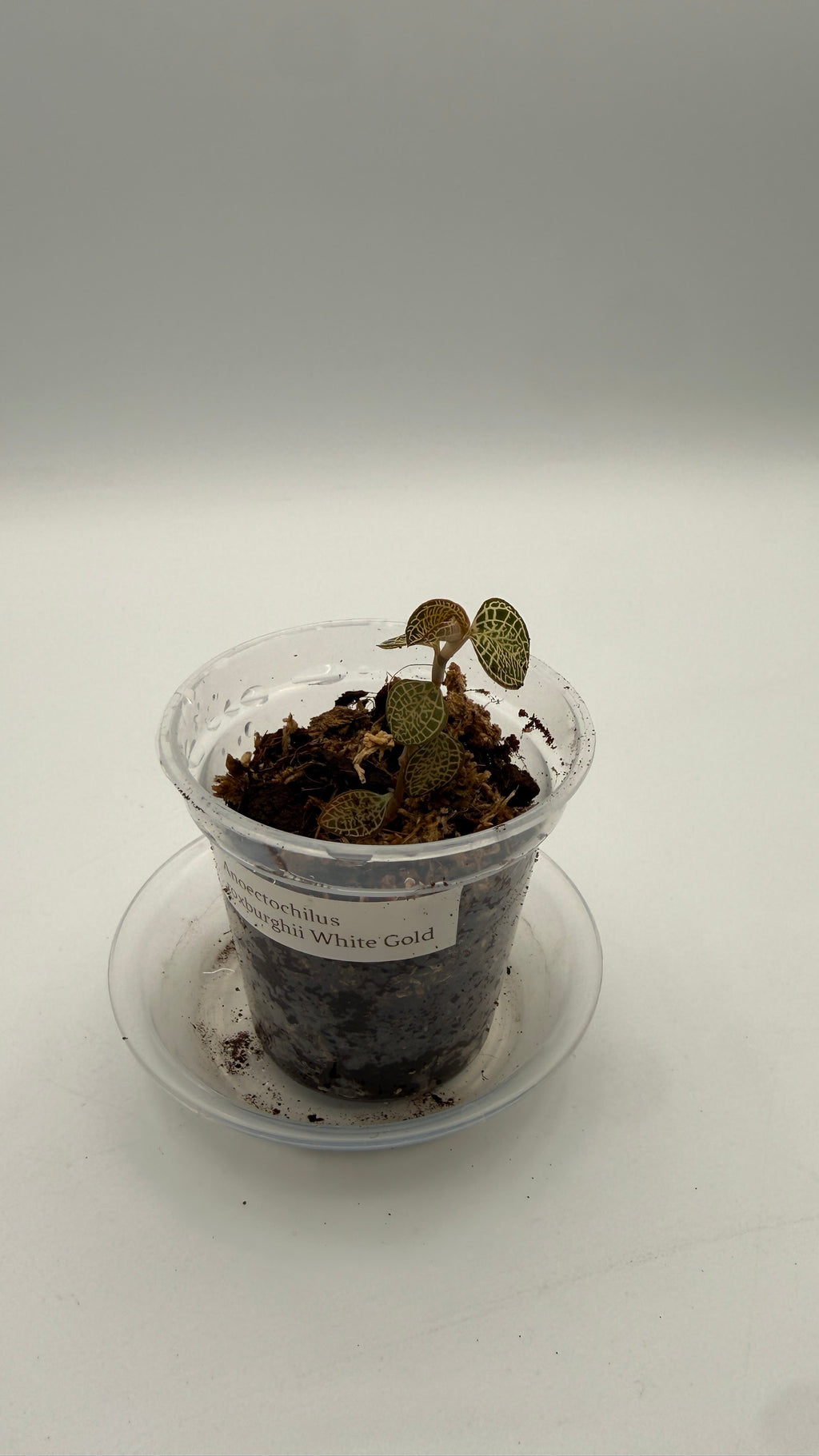 Anoectochilus roxburghii White Gold tissue culture, front view