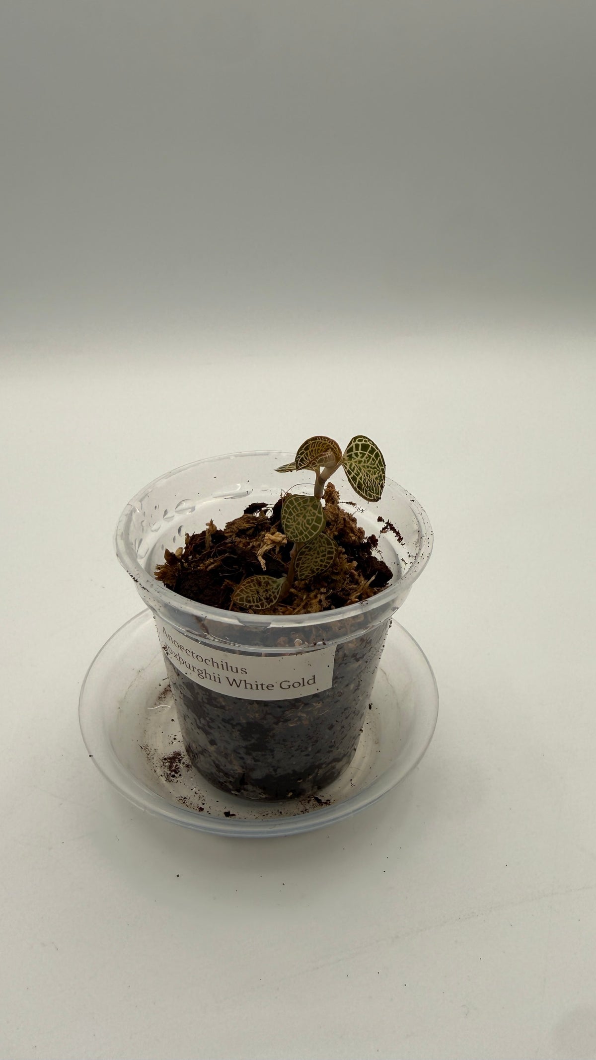 Anoectochilus roxburghii White Gold tissue culture, front view