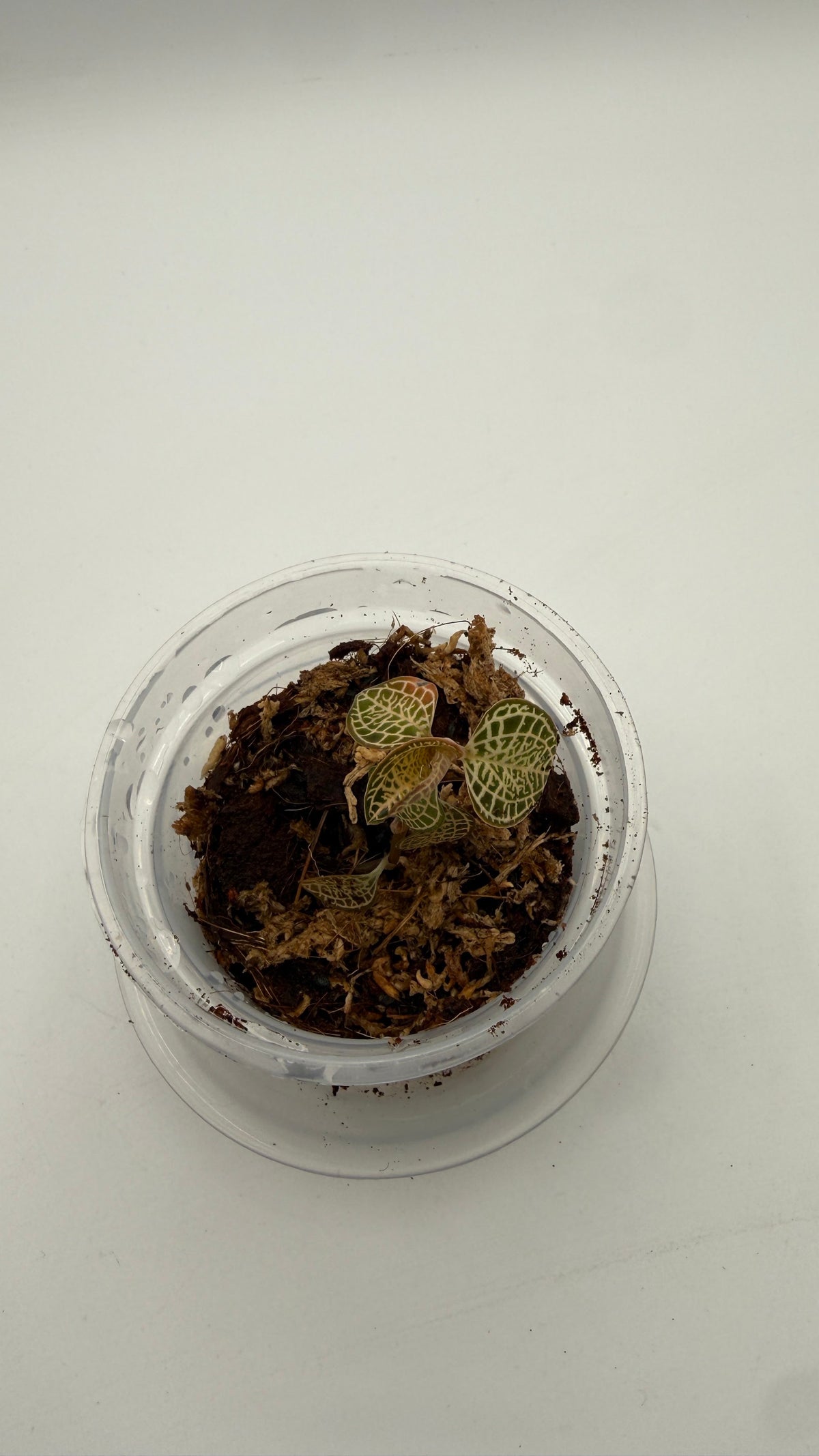 Anoectochilus roxburghii White Gold tissue culture, top view