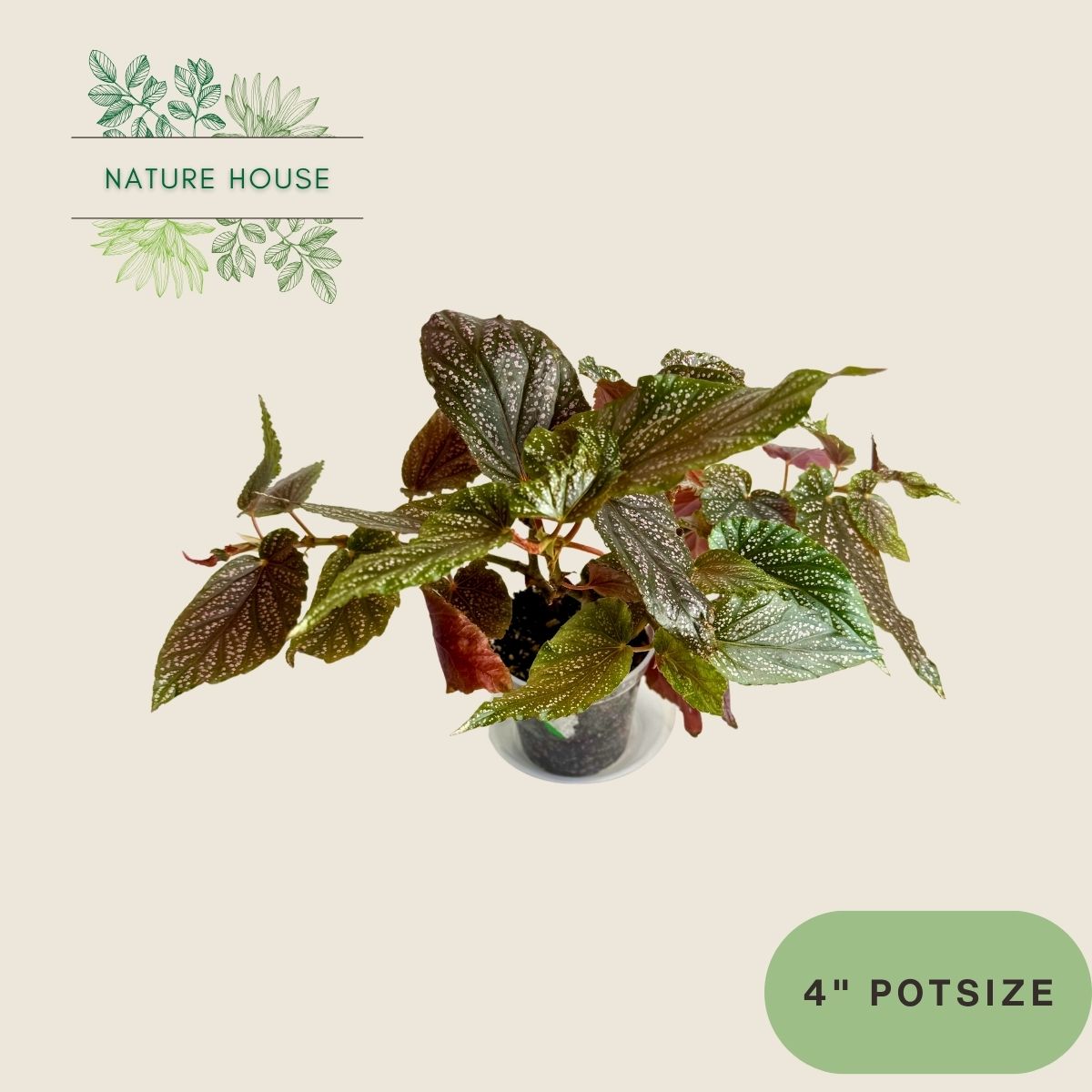 Begonia Benigo - 4 inch pot - front view