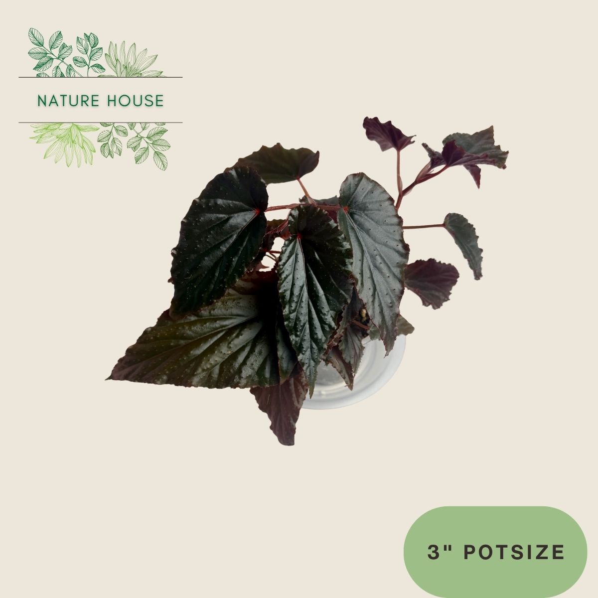 Begonia Black Magic - 3 inch pot - front view