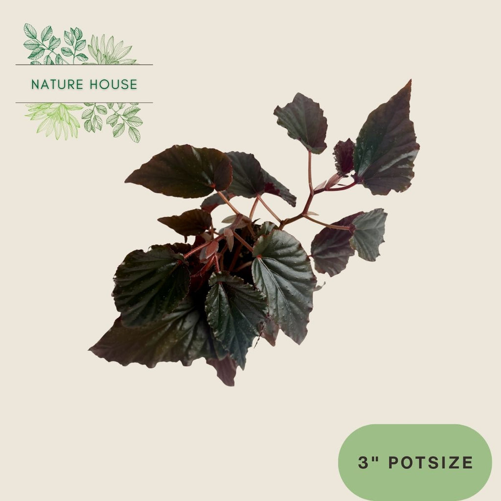 Begonia Black Magic - 3 inch pot - front view