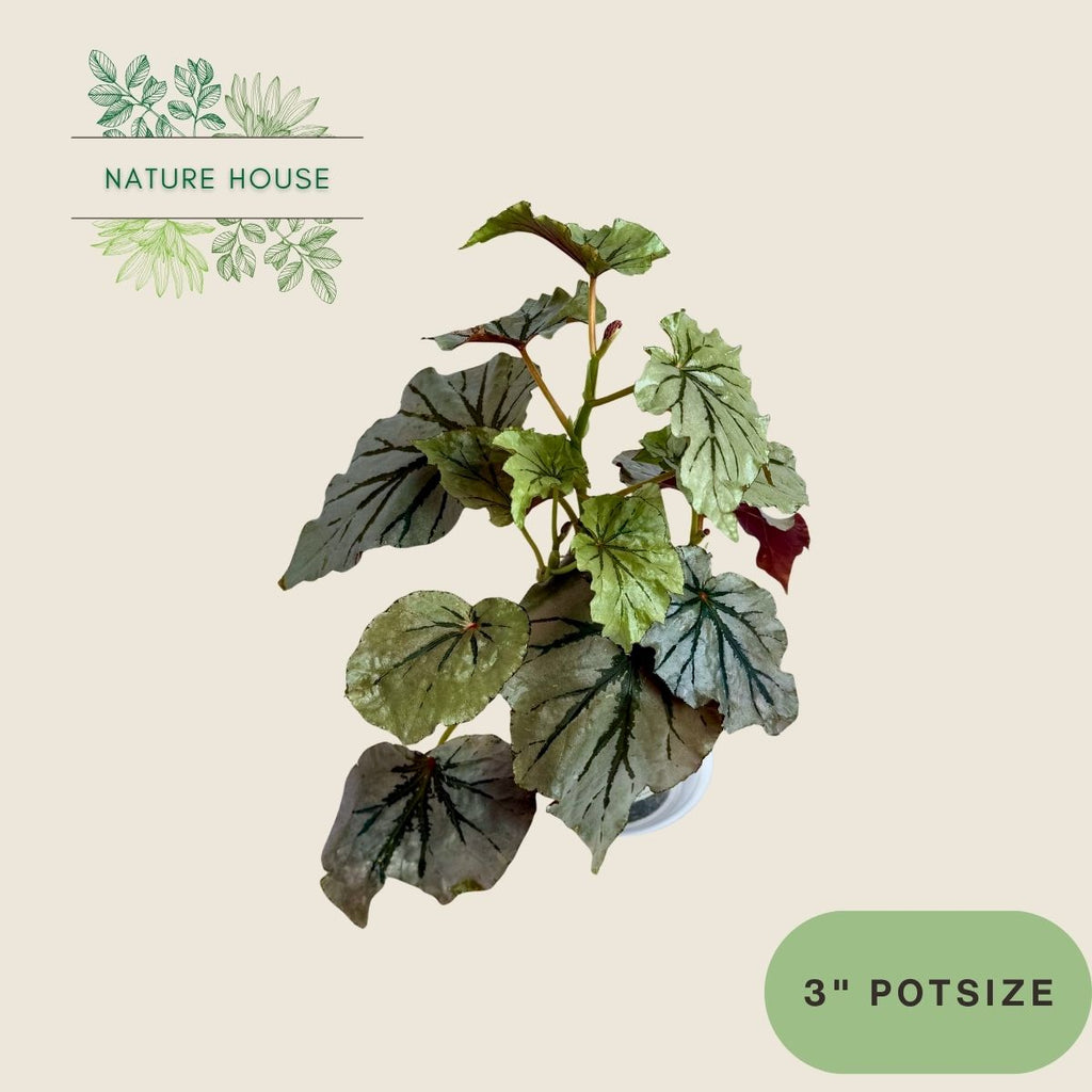 Begonia Looking Glass - 4 inch pot - front view