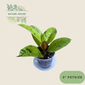 Ficus Shivereana Moonshine - 4 inch pot - front view