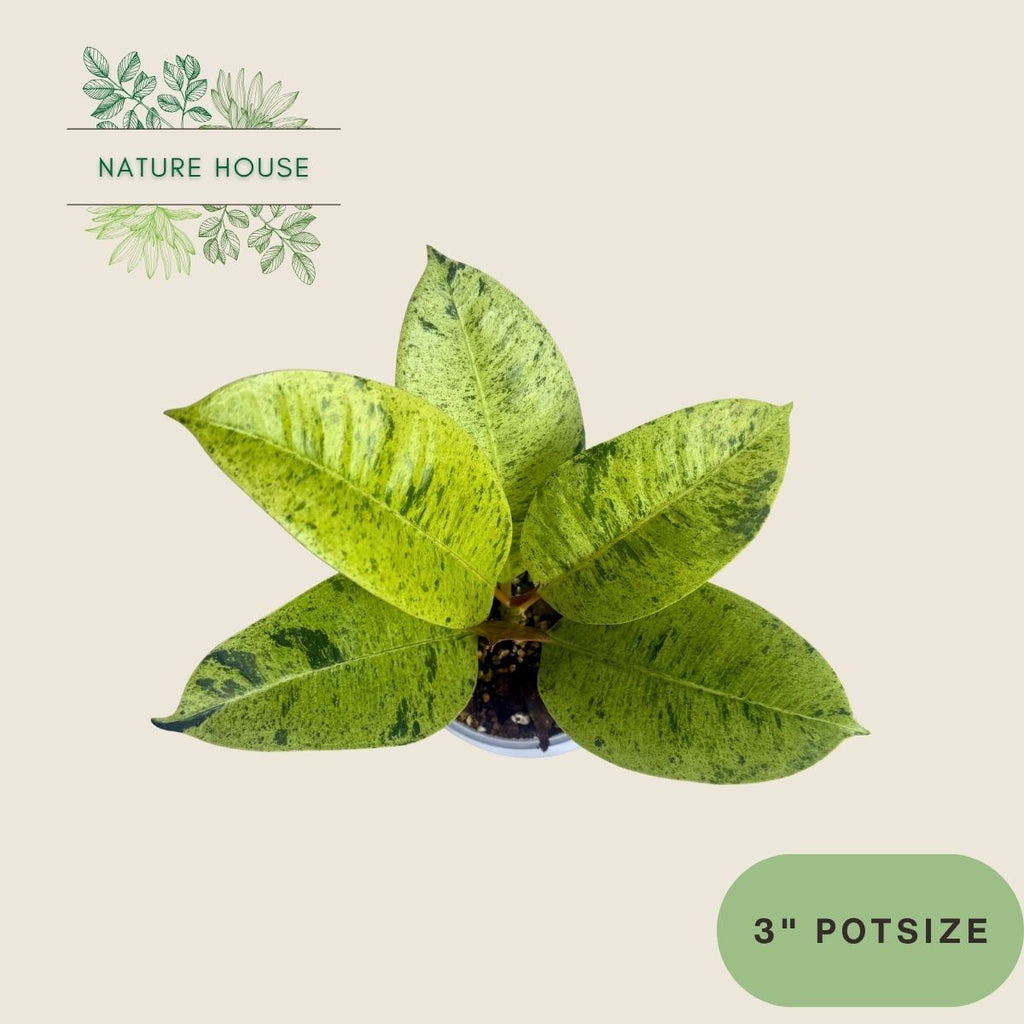 Ficus Shivereana Moonshine - 4 inch pot - front view