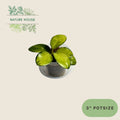 Hoya Australis Lisa - 3 inch pot - front view