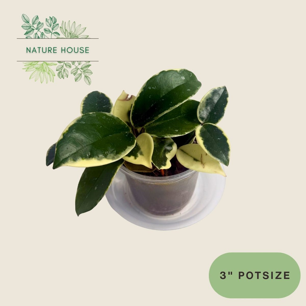 Hoya Carnosa Krimson Queen - 3 inch pot - front view