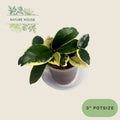 Hoya Carnosa Krimson Queen - 3 inch pot - front view