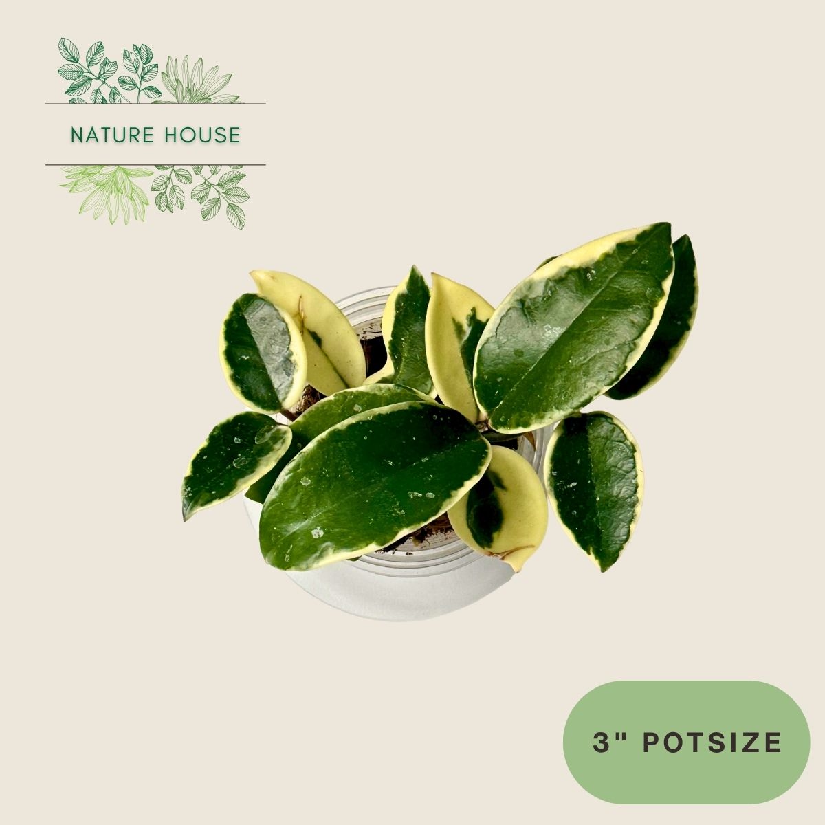 Hoya Carnosa Krimson Queen - 3 inch pot - front view