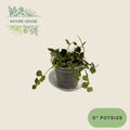Hoya Curtisii - 3 inch pot - front view