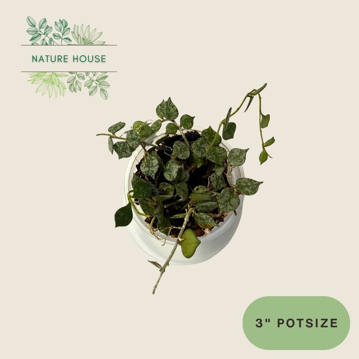 Hoya Curtisii - 3 inch pot - front view