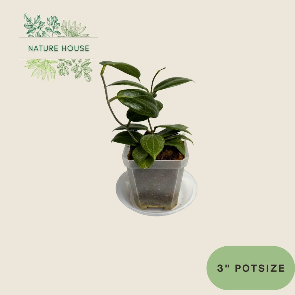 Hoya Fitchii - 3 inch pot - front view