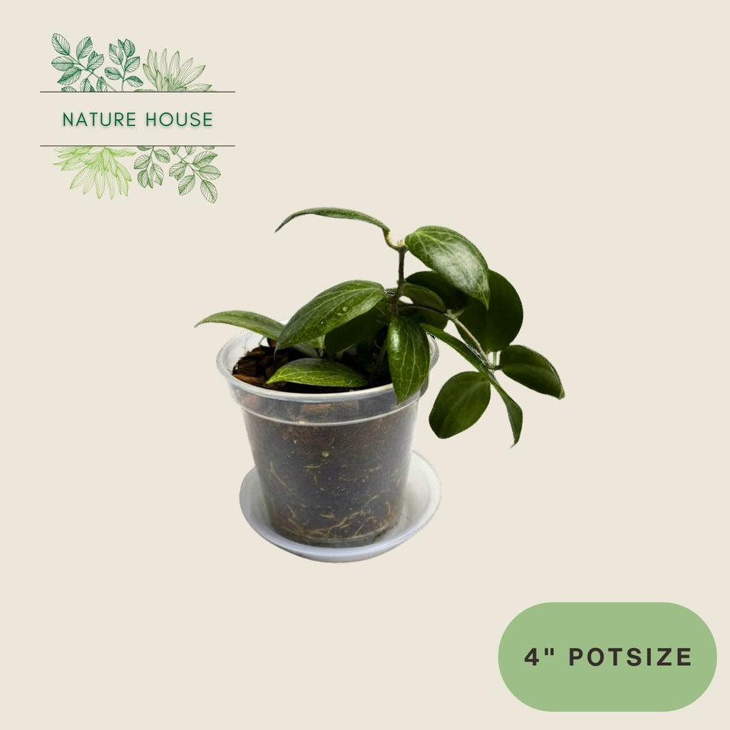 Hoya Fitchii - 4 inch pot - top view