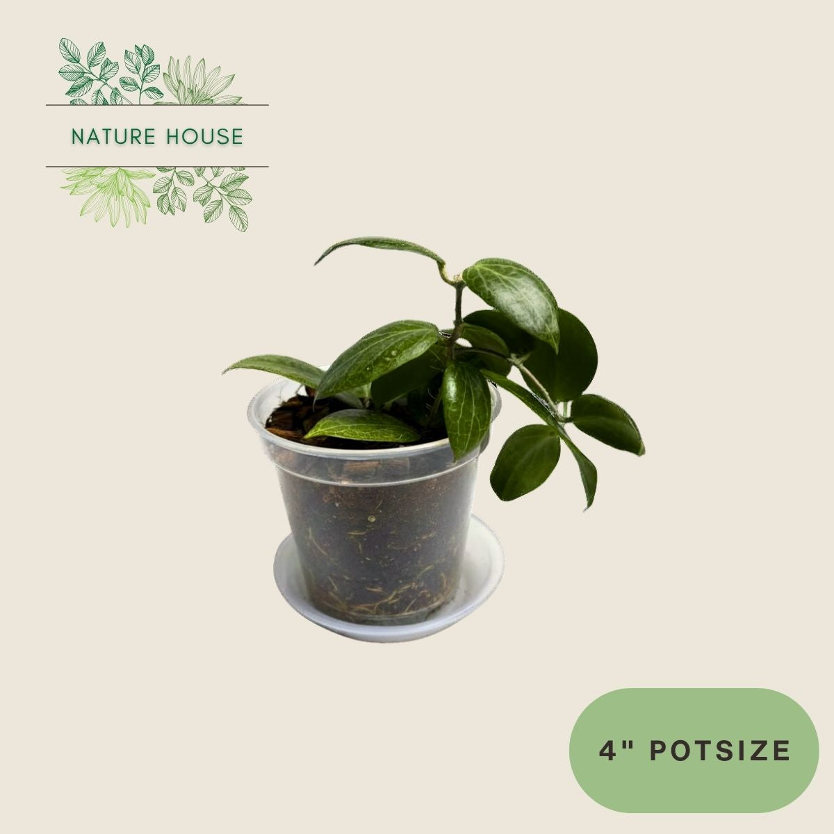 Hoya Fitchii - 4 inch pot - top view