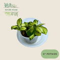 Hoya Heuschkeliana Variegata - 3 inch pot - front view