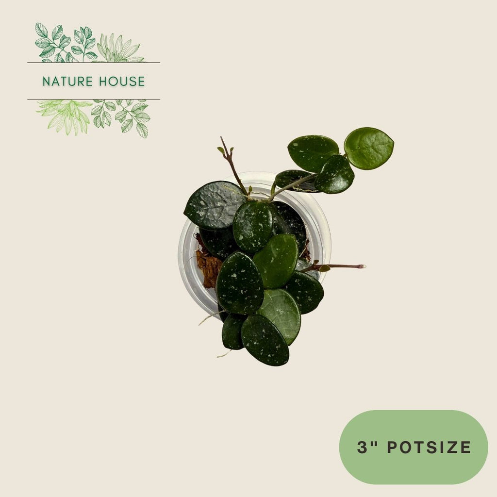 Hoya Mathilde - 3 inch pot - top view