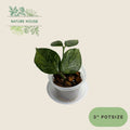 Hoya Polynuera Broget Super Silver - 3 inch pot - front view