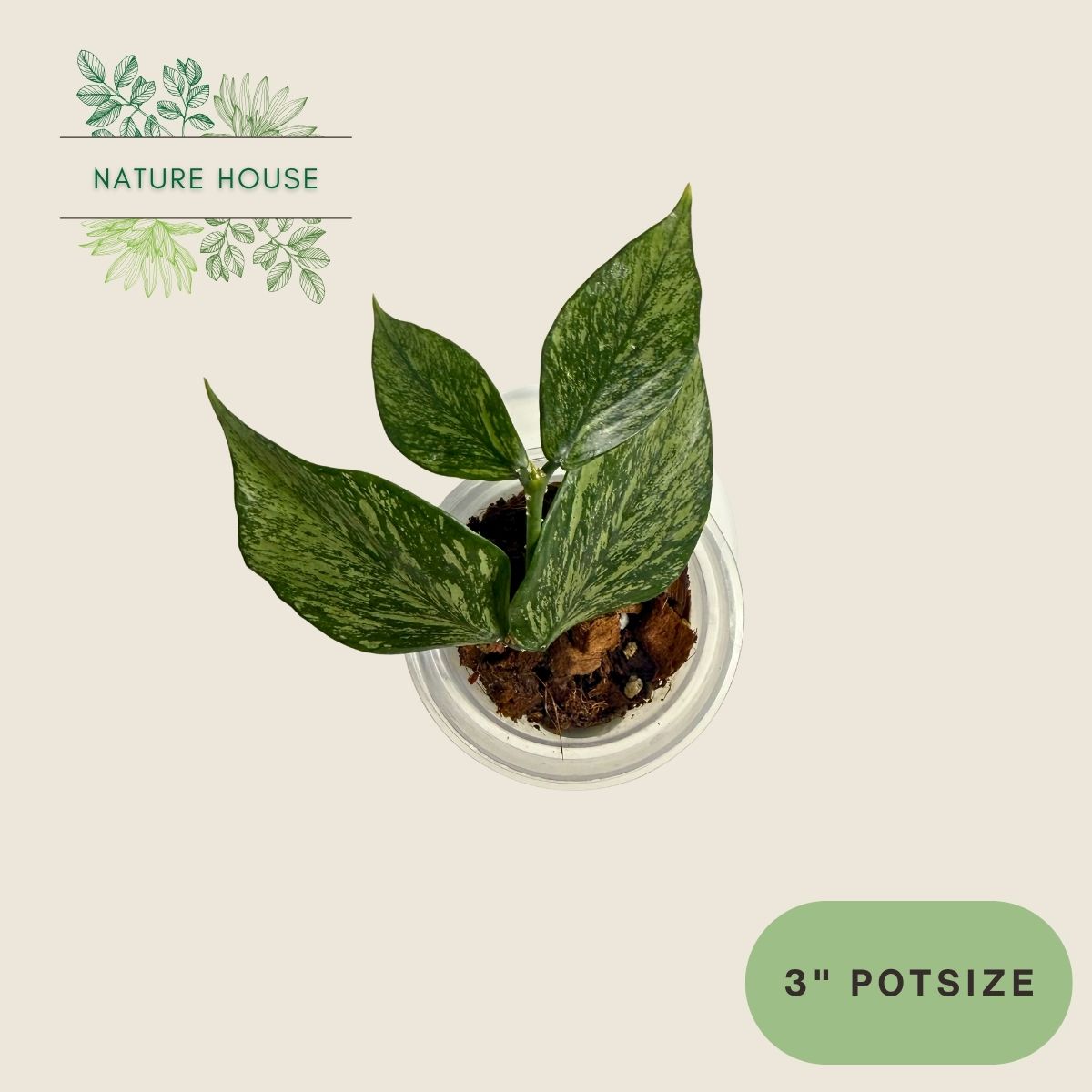 Hoya Polynuera Broget Super Silver - 3 inch pot - top view