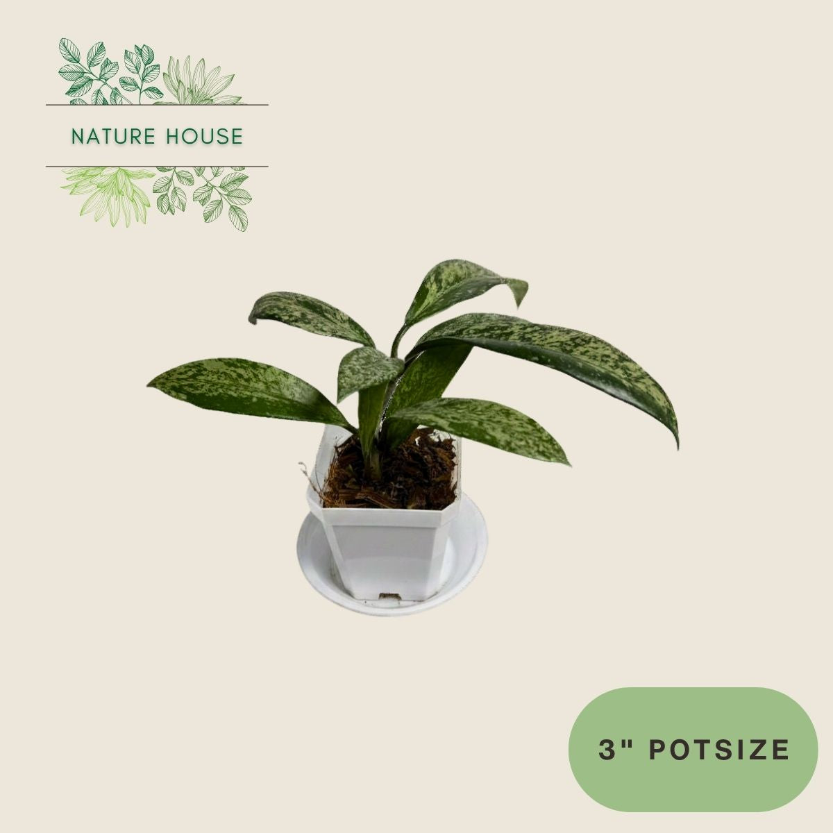 Hoya Pubicalyx Silver Splash - 3 inch pot - front view