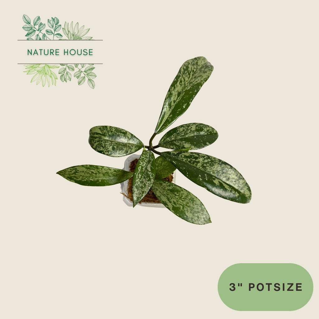 Hoya Pubicalyx Silver Splash - 3 inch pot - top view