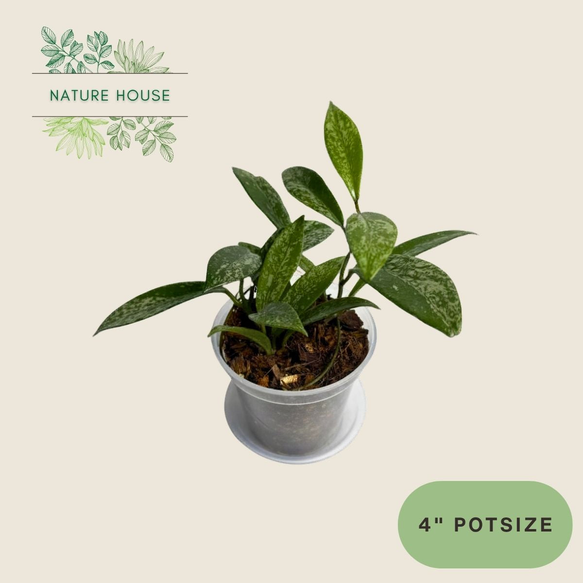 Hoya Pubicalyx Silver Splash - 4 inch pot - front view