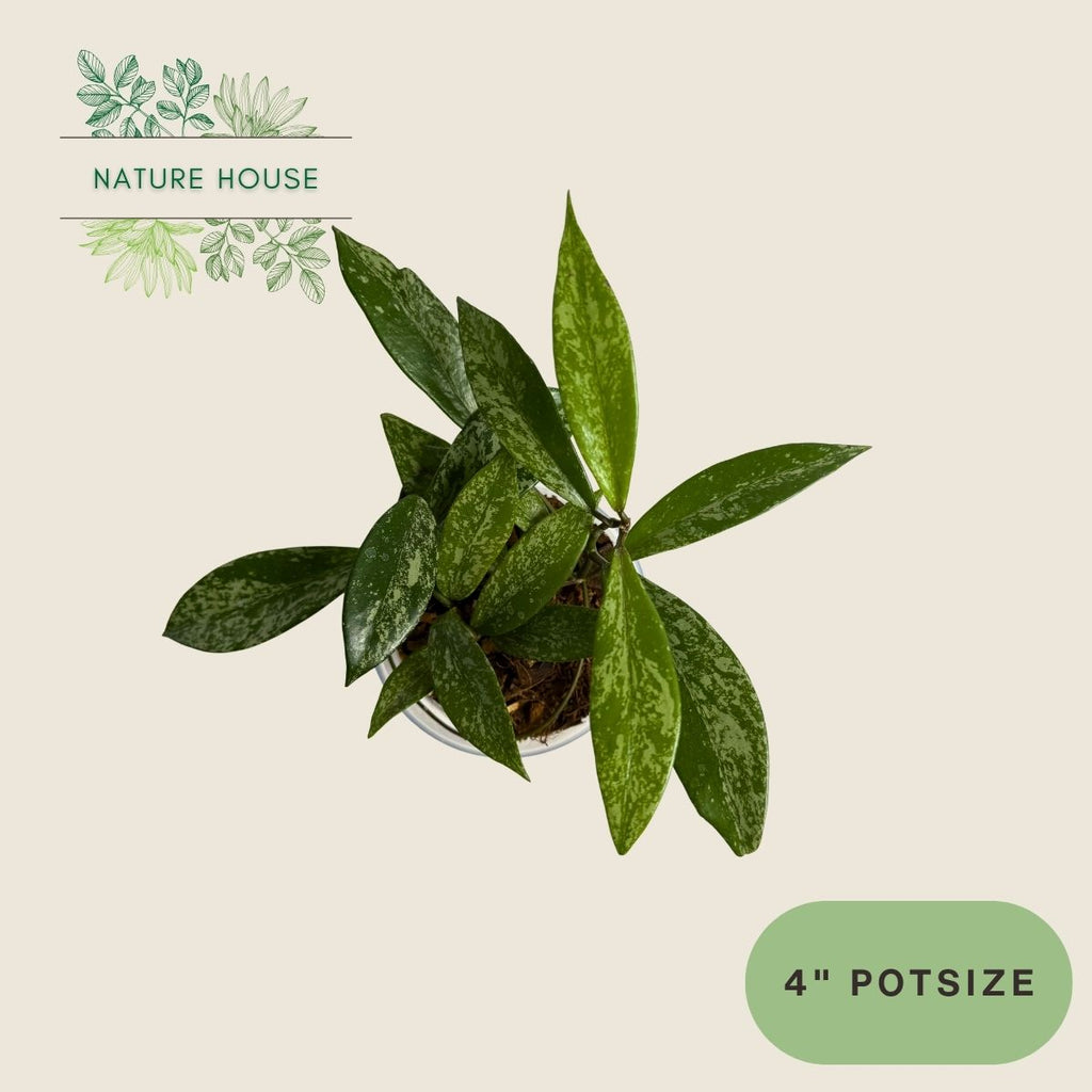 Hoya Pubicalyx Silver Splash - 4 inch pot - top view
