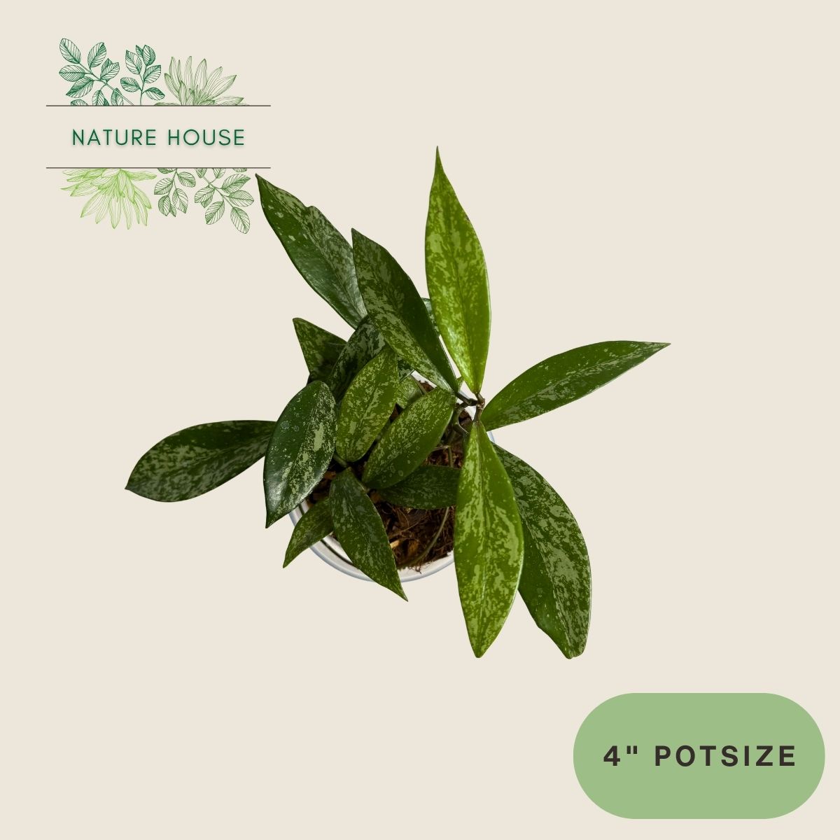 Hoya Pubicalyx Silver Splash - 4 inch pot - top view