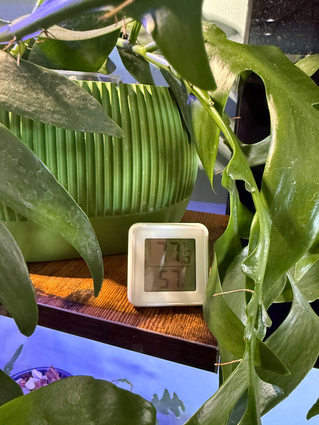 Mini Digital Hygrometer