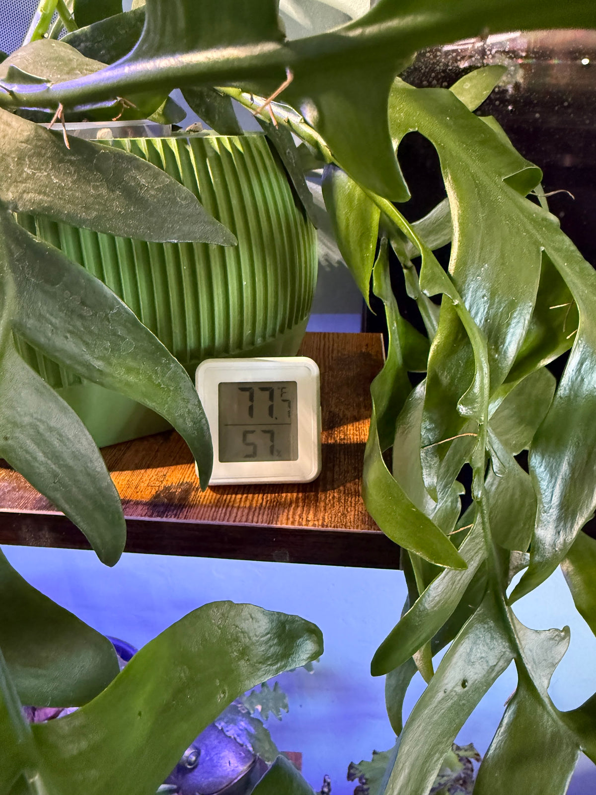 Mini Digital Hygrometer