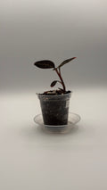 Ludisia Discolor Superman tissue culture, front view