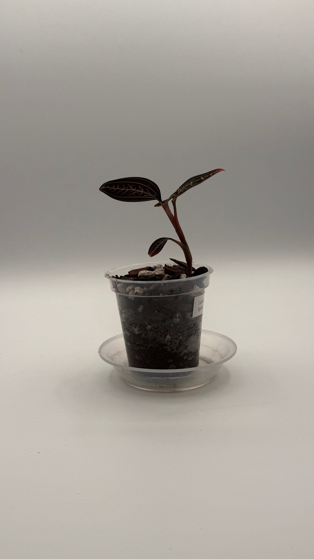 Ludisia Discolor Superman tissue culture, front view