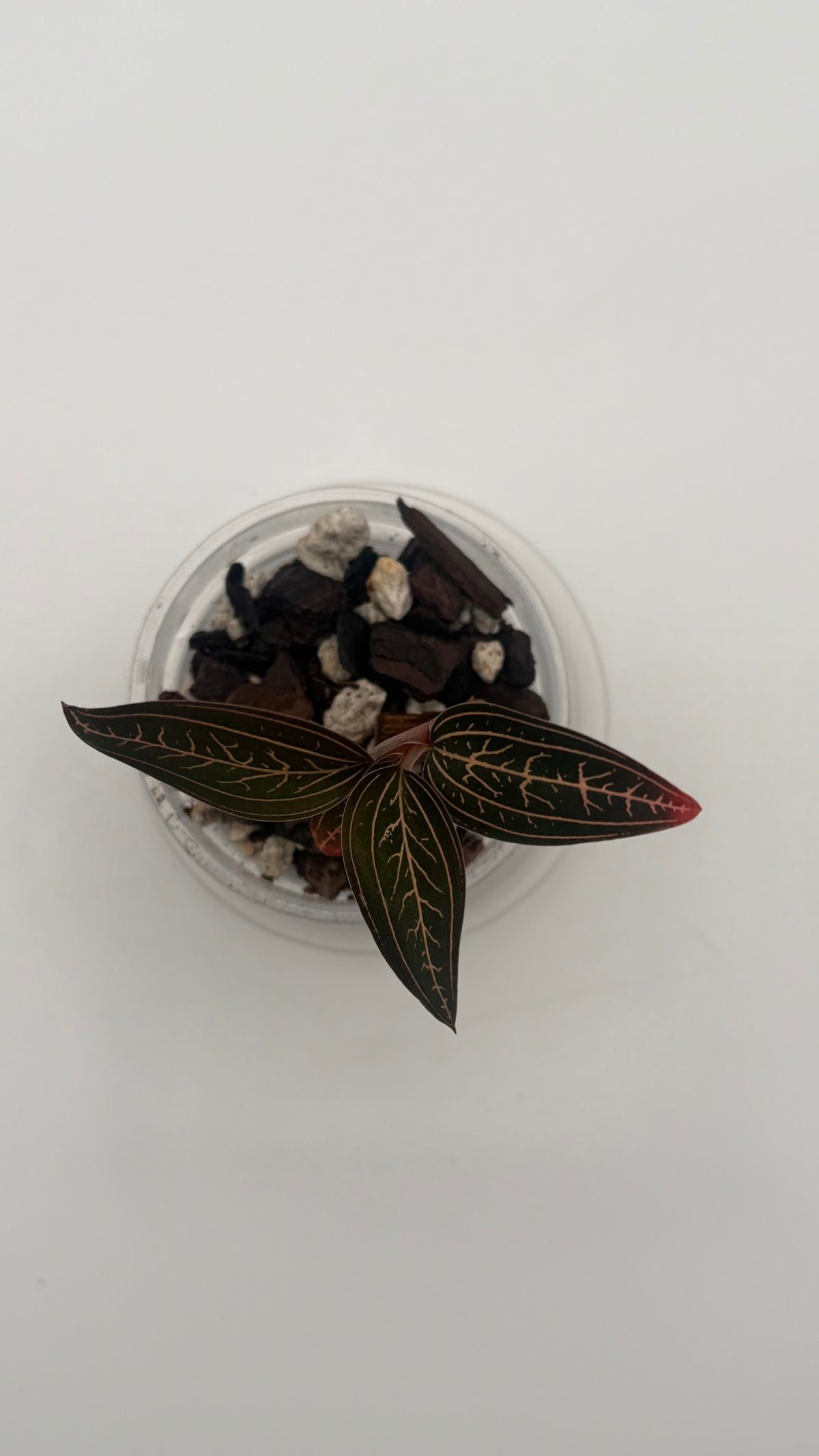 Ludisia Discolor Superman tissue culture, top view
