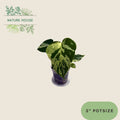 Monstera Bulbasaur - 4 inch pot - front view