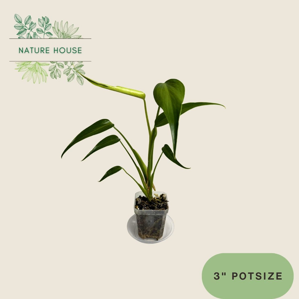 Monstera Burle Marx Flame - 3 inch pot - front view