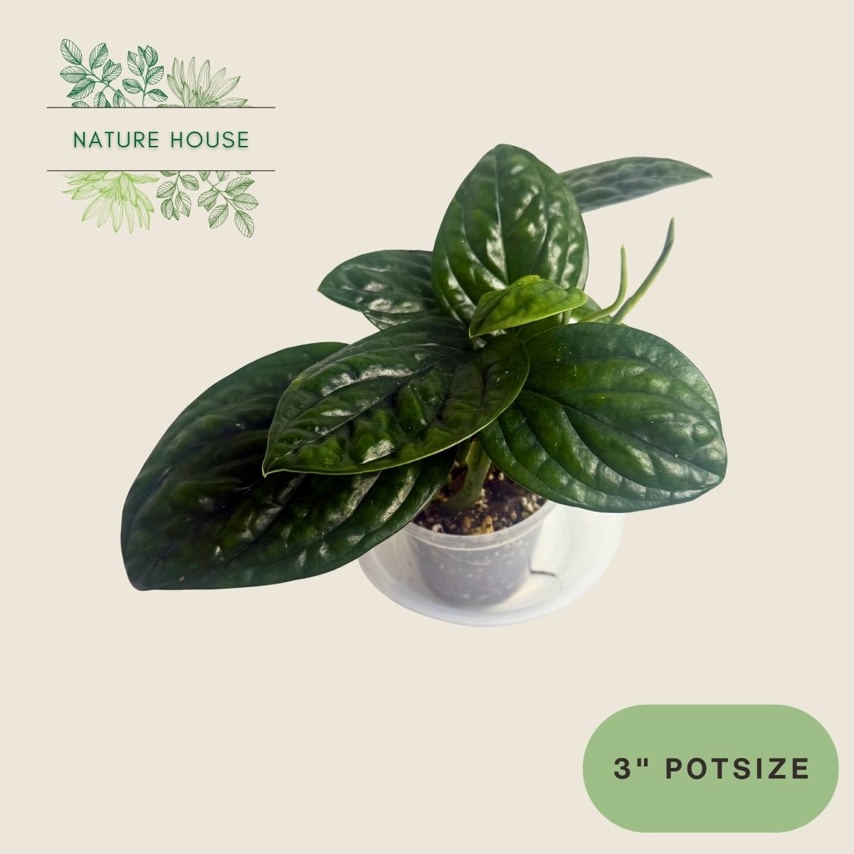 Monstera Peru - 3 inch pot - front view