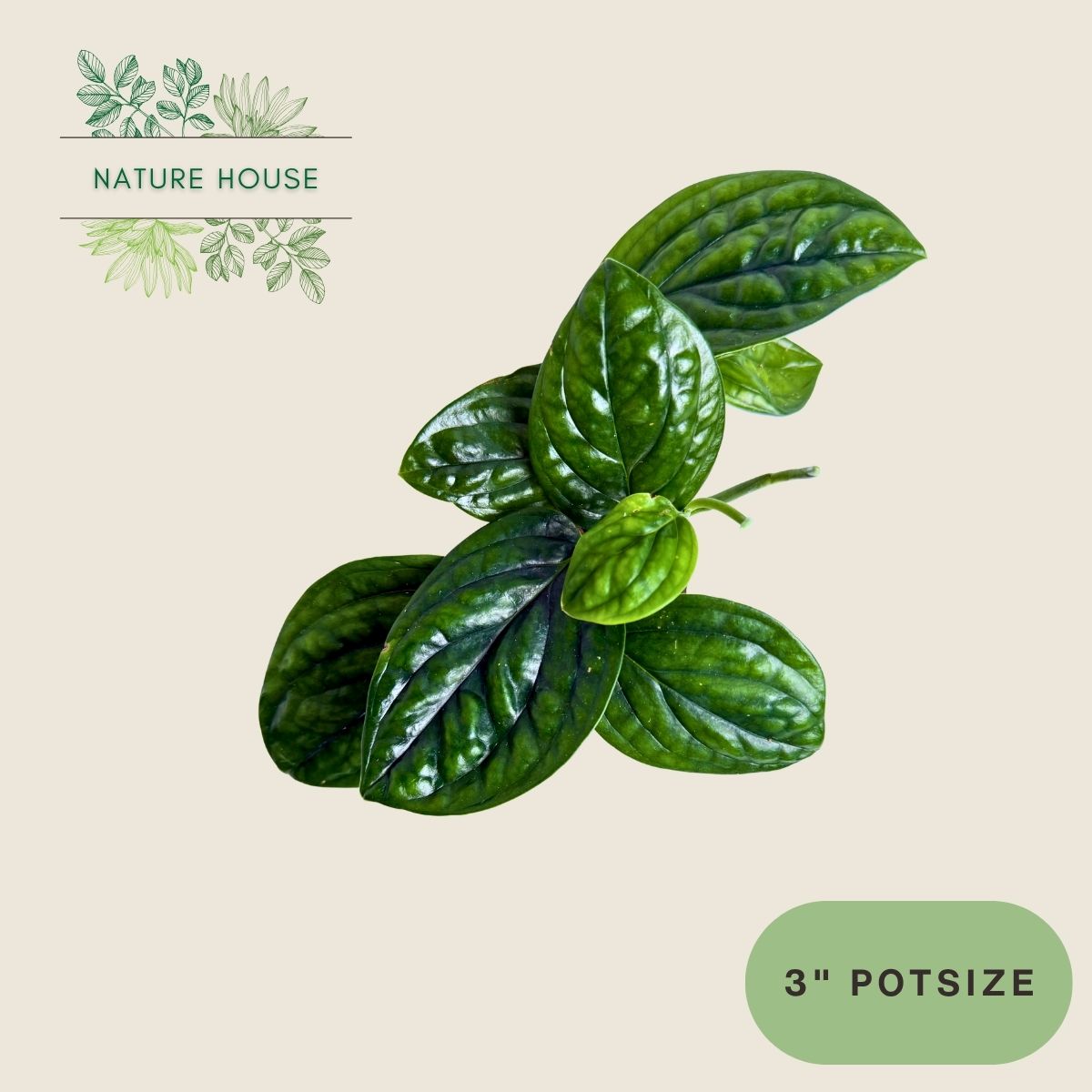 Monstera Peru - 3 inch pot - front view