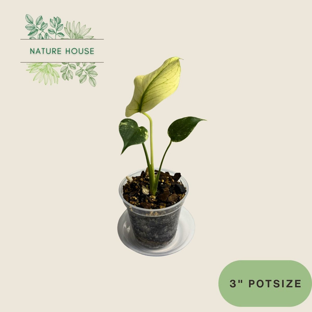 Monstera White Monster - 4 inch pot - front view